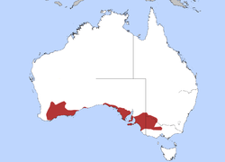 Distribución L. cratitius en Australia