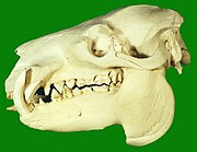 Pygmy Hippopotamus Skull.jpg