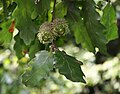 Zerr-Eiche (Quercus cerris)