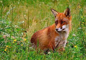 Red fox. Picture from Skandinavisk Dyrepark, D...