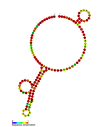 isrA Hfq binding RNA: Predicted secondary structure taken from the Rfam database. Family RF01385.