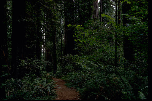 Redwood National Park REDW9356