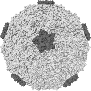 Молекулярна поверхня капсиду 16 виду риновірусу людини