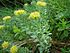 Rhodiola rosea