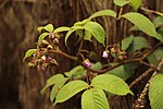 Miniatura para Rubus bogotensis