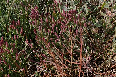 Growing in Parksville, British Columbia