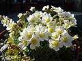 Saxifraga marginata[13]