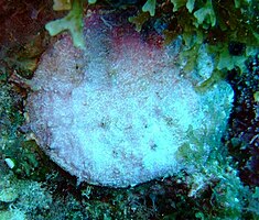 This scallop or clam on the Fathom was open when the photographer pressed the shutter, but the delay in many digital cameras allowed it to close before the shot was completed.