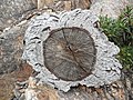 Weathered trunk of a cork oak. The cork aged light gray, the trunk aged dark