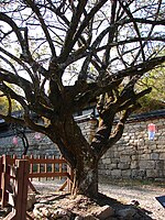 Seonamsa Mume Trees 11-06856.JPG