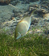 Un poisson-lapin moucheté (Siganus sutor)