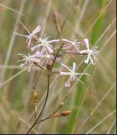 Description de l'image Silene sennenii 1.jpg.