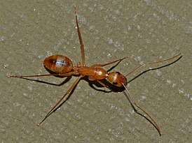 Camponotus maculatus