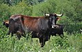 Vache Taurus dans la réserve naturelle de Lippeaue en Allemagne.