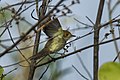 Tawny-crowned pygmy-tyrant