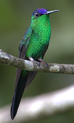 Колібрі-лісовичок синьоголовий (Thalurania glaucopis)