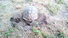 File:Tortoise laying eggs.webm