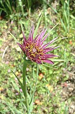 Figure 6d: Purple salsify, Tragopogon porrifolius Tragopogon porrifolius flower.jpg