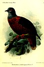 llustration of the western bronze-naped pigeon