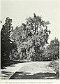 The Cambridge Botanic Garden 'Pendula', 1915[21]