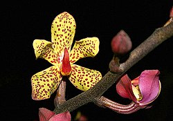 Vanda-lissochiloides.jpg