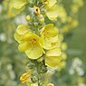 Keizerskaars (Verbascum phlomoides)