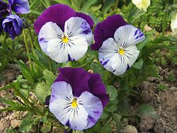 Viola x wittrockiana a1.jpg