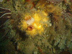 Yellow soft corals on a sea squirt