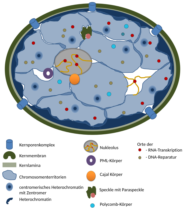 Aufbau eines Wirbeltier-Zellkerns