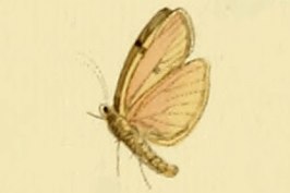 Eilema bipuncta