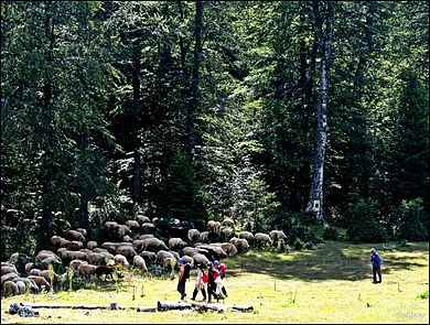 Glavne privredne delatnosti na Suvoj planini su eksploatacija šuma, stočarstvo tradicionalna poljoprivreda (ratarstvo)