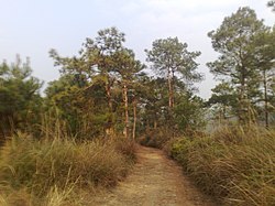 山心鎮のマツ林