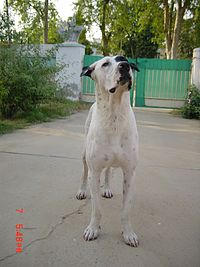 13 months old Male Bully Kutta.jpg