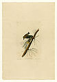 140. Pine Creeping Warbler