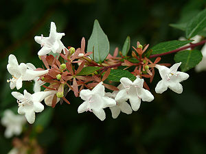 Grandflora abelio (Abelia ×grandiflora)