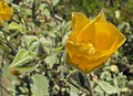 Abutilonpalmeri1. jpg