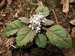 ニシキゴロモ 滋賀県高島市 2019年4月下旬