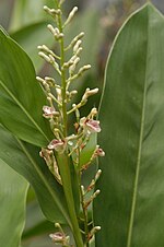 Miniatura para Estación experimental de plantas medicinales de Tanegashima