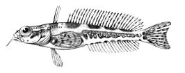 Artedidraco lonnbergi