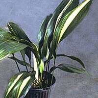 Aspidistra eliator