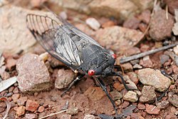 Black cicada.jpg