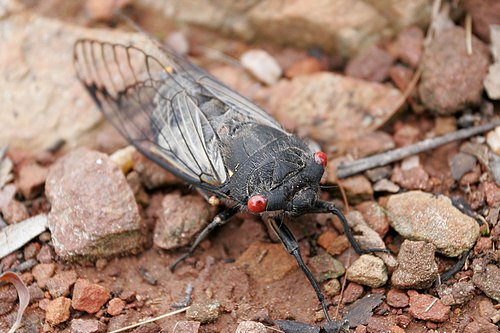 Black cicada.jpg