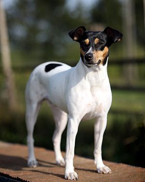 Ratonero Bodeguero Andaluz