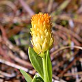 Polygala lutea