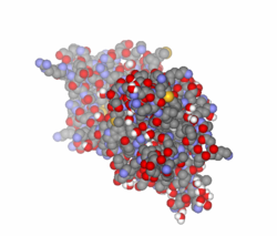 Нейротрофический фактор головного мозга - PDB id 1BND.png