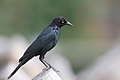 Brewer's Blackbird, Grand Teton NP, WY