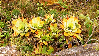 Bromelia brocchinia