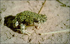 Description de l'image Bufo debilis insidior1.jpg.