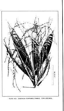 Bulletin (1903) (16746797746).jpg
