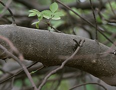 Bursera penicillata, tronc.